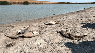 Tekirdağ'da korkunç görüntü... Su seviyesi düşen göletteki balıklar öldü