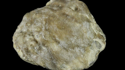 Avustralya'da bulundu! Tam 100 milyon yıllık