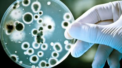 Evinizdeki bu eşya mikrop yuvası çıktı: Tuvaletten 40.000 kat daha pis!