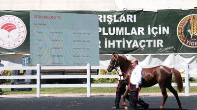 TİGEM, 58 tayın satışından 25 milyon lira gelir elde etti