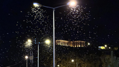 Ardahan'da sineklerin 'ölüm dansı' devam ediyor!