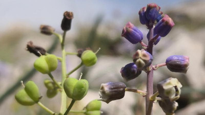 Konya'da yeni bitki türü keşfedildi: Hem eczacılık hem de ekonomi şahlanacak!