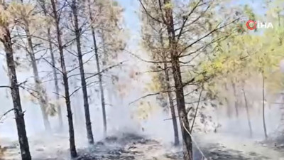 Şanlıurfa’da orman yangını çıktı!