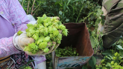 Türkiye’de sadece Bilecik’te yetişiyor