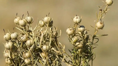 Amasya'da doğada yetişiyor! Fiyatı 100 TL’den başlıyor
