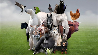 Dünyanın en zeki 10 hayvanı açıklandı! Dil öğreniyorlar, alet kullanıyorlar