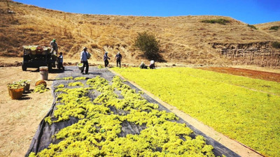 Manisa Sarıgöl'de üretiliyor: Türkiye'nin dört bir yanına gönderiliyor