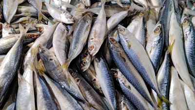 MasterChef uskumru taratür tarifi! MasterChef'teki uskumru taratürü nasıl yapılır?