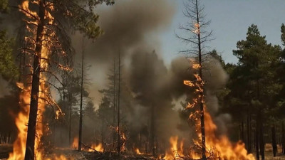 Orman Genel Müdürlüğü açıkladı! Bireysel ihmaller yeşil vatana zarar veriyor