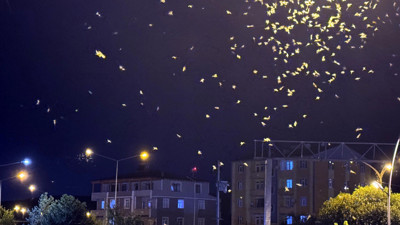 Ardahan'da sineklerin 'ölüm dansı' sona erdi