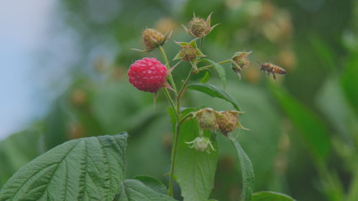 Merkezi Bursa'ydı: Ahududu meyvesi yok olmak üzere