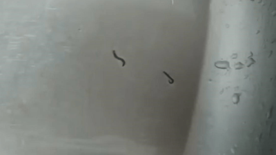 Tekirdağ'da şok eden görüntü: İçme suyu şebekesinden kurtlar çıktı!