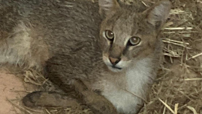 Aydın Didim'de bitkin halde bulundu! Soyu tehlikede