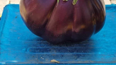 Erzincan’ın Kemaliye ilçesinde görüldü