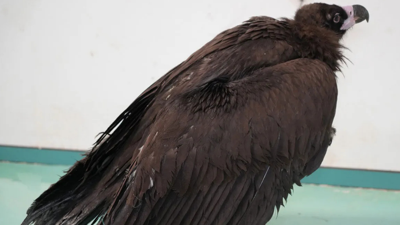 Polatlı’da kara akbabalar ortaya çıktı: Nesli tükenmek üzere olan tür görüntülendi