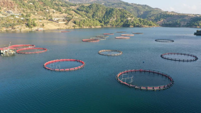 Doğu Karadeniz'de üretiliyor: 26 ülkeye gönderiliyor