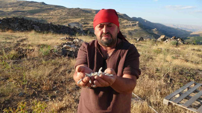 Malatya’da kendiliğinden yetişiyor! Kilosu 10 bin TL’ye satılıyor