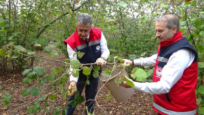 Samsun'da zirai don, fındık rekoltesini düşürdü! 400 bin dekar alan etkilendi
