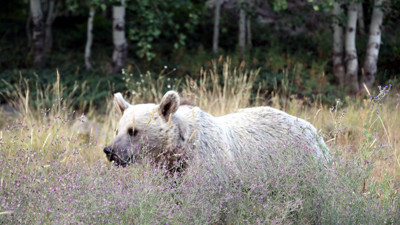 Nemrut Gölü'ne gidecekler dikkat! O tarihlerde ziyarete kapatıldı