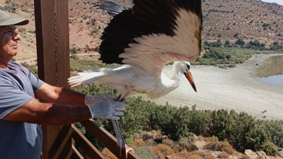 Aydın’da kurtarıldılar, doğaya salındılar!