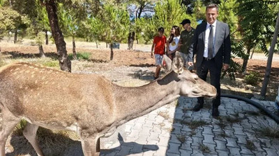 Geyik, Salda Gölü’ne indi ekoturizmin sembolü oldu