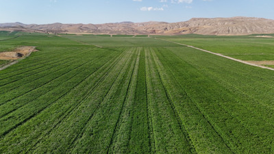 Türkiye’nin en iyi patatesi! Hasat için gün sayıyor