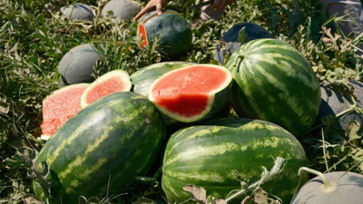 Karpuzun fiyatı 70 kilometrede 30 kat artıyor!