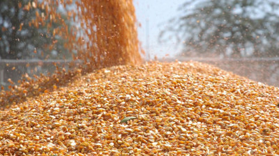 O ülkede mısır ithalatı yasaklandı! işte sebebi