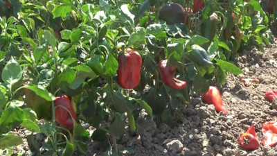 Samsun’da üretiliyor! 18 liraya satılıyor