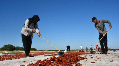Şanlıurfa’nın Siverek ilçesinde yetişiyor! Avrupa, Amerika, Rusya, Orta Doğu'ya gönderiliyor