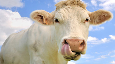 Tüm sığırları kapsıyor: Samsun'da hayata geçti