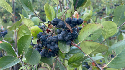 Türkiye’de ilk kez Yalova’da üretildi! Hasadı 12 Eylül'de yapılacak