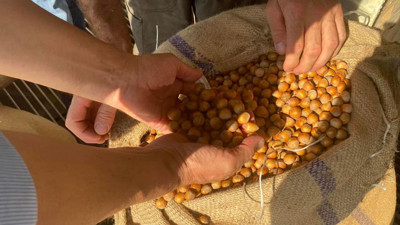 Giresun’da fındık fiyatını randıman belirliyor