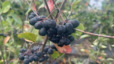 Yalova'da hasadı başladı! Hedef 250 ton