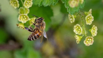 Aydın Koçarlı'da arı sokması can aldı!