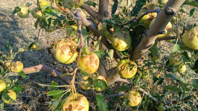 Isparta'da üreticilere darbe! 100 milyon lira zarar