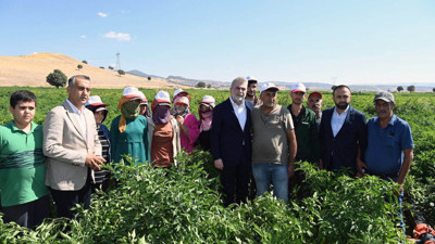 Kahramanmaraş'ta hasadı başladı! 30 bin ton üretildi