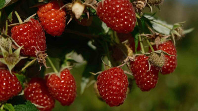 Bursa’nın Orhaneli’nde üretiliyor! Kilosu 250 TL’ye satılıyor