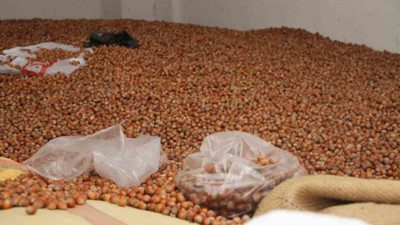 Fındık fiyatları yükselişe geçti! Bakın kaç lira oldu