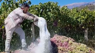 Manisa'da 6 ton üzün imha edildi! İşte nedeni...