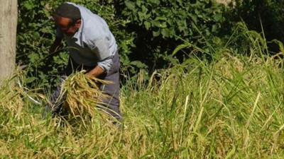 Batman’da asırlardır orakla pirinç hasadı yapılıyor