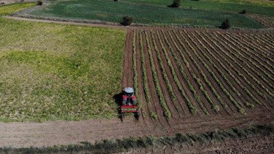 Gümüşhane’nin Kelkit ilçesinde yetişiyor! Türkiye’nin her yerine gönderiliyor