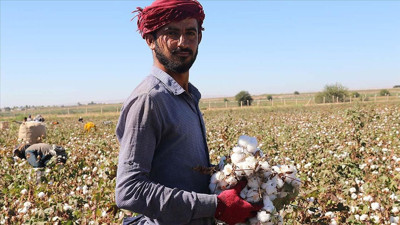 Pamuk hasadı başladı üretim alanları daraldı