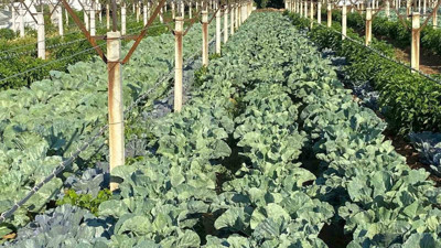 Üzüm bağında çifte kazanç