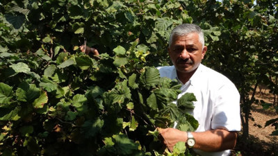 Fındık fiyatları ne kadar oldu? İşte yanıtı