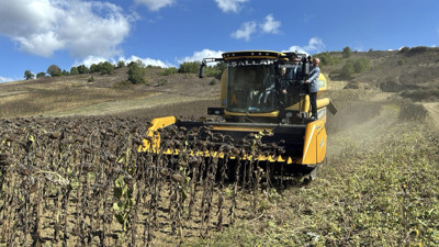 Kocaeli Derince'de hasat ediliyor: 150 tona ulaştı