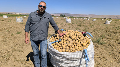 Şuhut’ta kışlık patates hasadı başladı