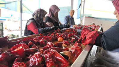 Bursa'nın İnegöl ilçesi üretiliyor! Hollanda'ya ihraç edilecek