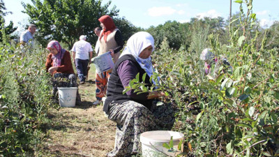 Samsun’un Çarşamba ilçesinde üretiliyor! 100 liraya satılıyor