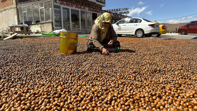 Üretici fındığı emanete bırakmadı fiyatlar yükseldi